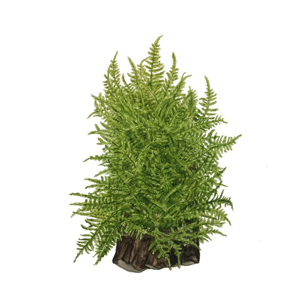 Taxiphyllum 'Taiwan Moss' 1-2-Grow 003C TC | Tissue Cultures | Largest Tropical Fish Selection at Your Local Fish Store