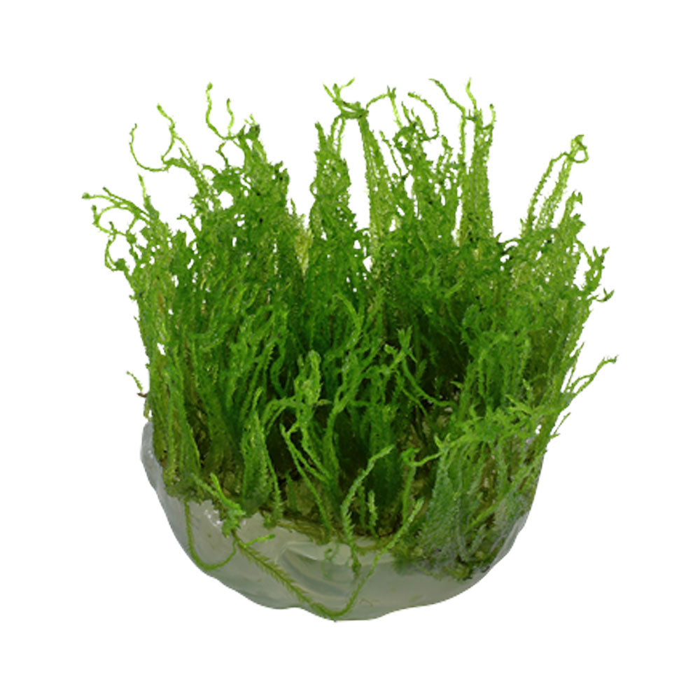 Taxiphyllum 'Taiwan Moss' 1-2-Grow 003C TC | Tissue Cultures | Largest Tropical Fish Selection at Your Local Fish Store