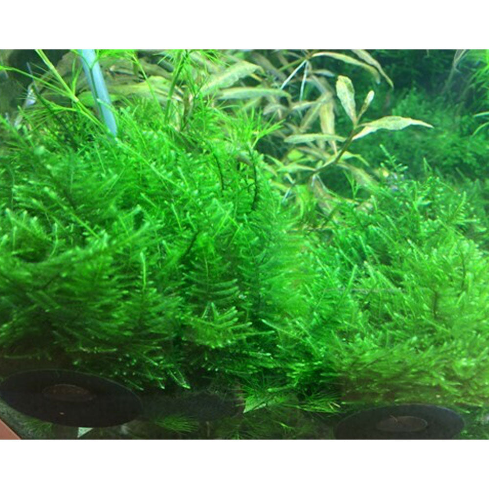 Taxiphyllum 'Taiwan Moss' 1-2-Grow 003C TC