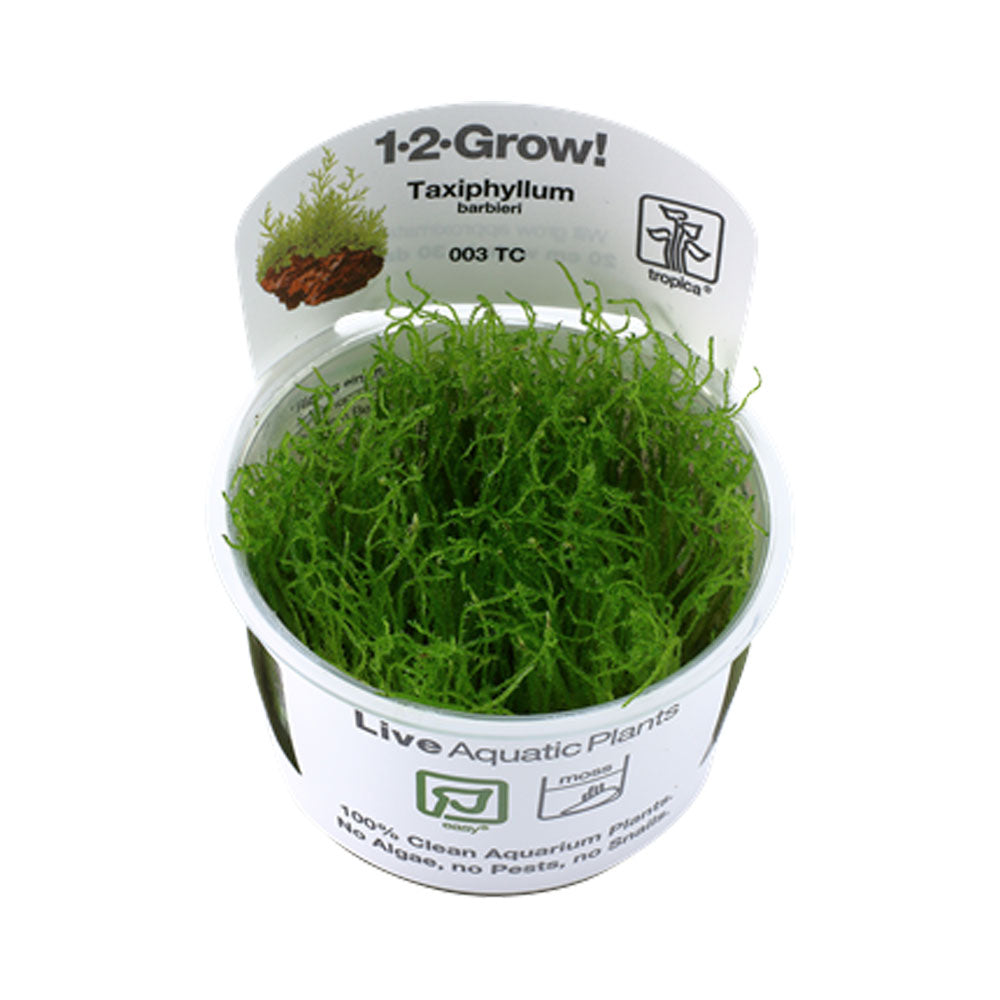 Taxiphyllum barbieri Moss (Java) 1-2-Grow 003 TC | Tissue Cultures | Largest Tropical Fish Selection at Your Local Fish Store