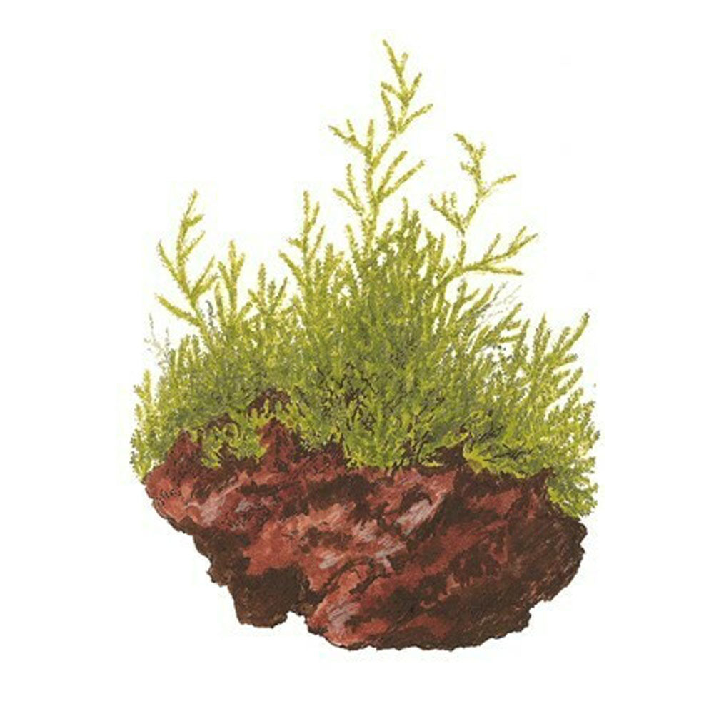 Taxiphyllum barbieri Moss (Java) 1-2-Grow 003 TC | Tissue Cultures | Largest Tropical Fish Selection at Your Local Fish Store