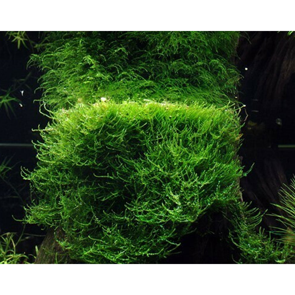Taxiphyllum barbieri Moss (Java) 1-2-Grow 003 TC | Tissue Cultures | Largest Tropical Fish Selection at Your Local Fish Store