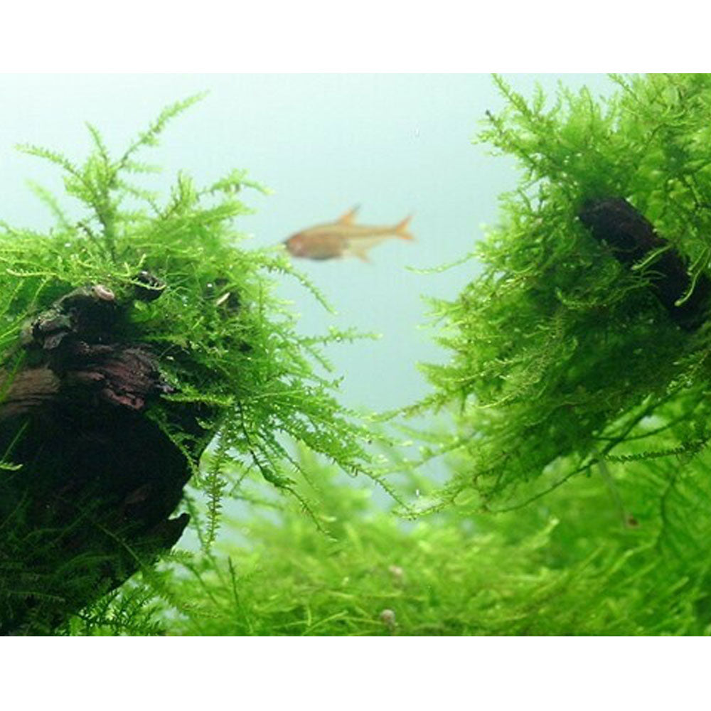 Taxiphyllum barbieri Moss (Java) 1-2-Grow 003 TC | Tissue Cultures | Largest Tropical Fish Selection at Your Local Fish Store