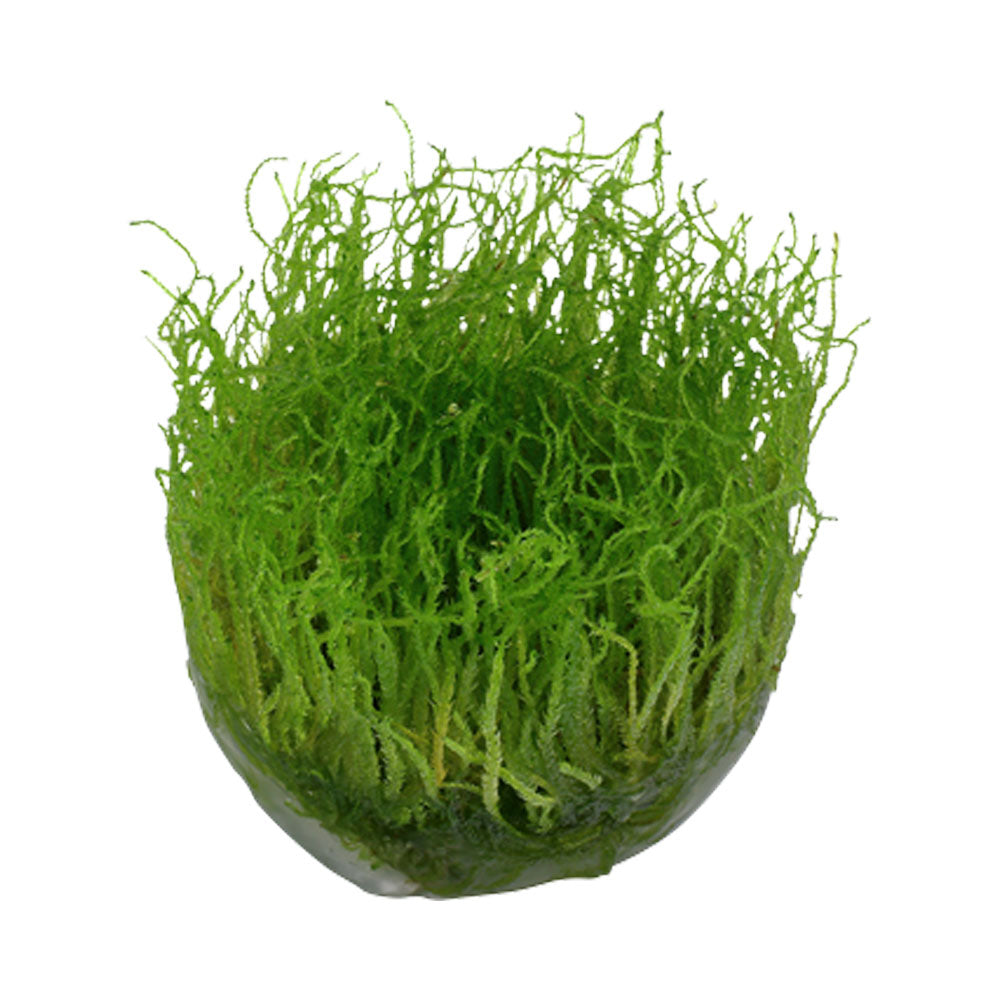 Taxiphyllum barbieri Moss (Java) 1-2-Grow 003 TC | Tissue Cultures | Largest Tropical Fish Selection at Your Local Fish Store