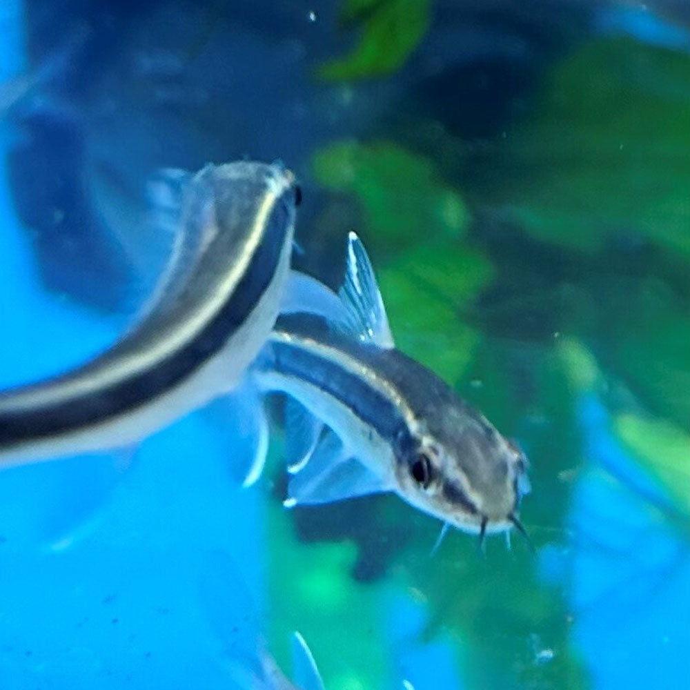 Thai Flying Fox 7cm | Other Livestock | Largest Tropical Fish Selection at Your Local Fish Store