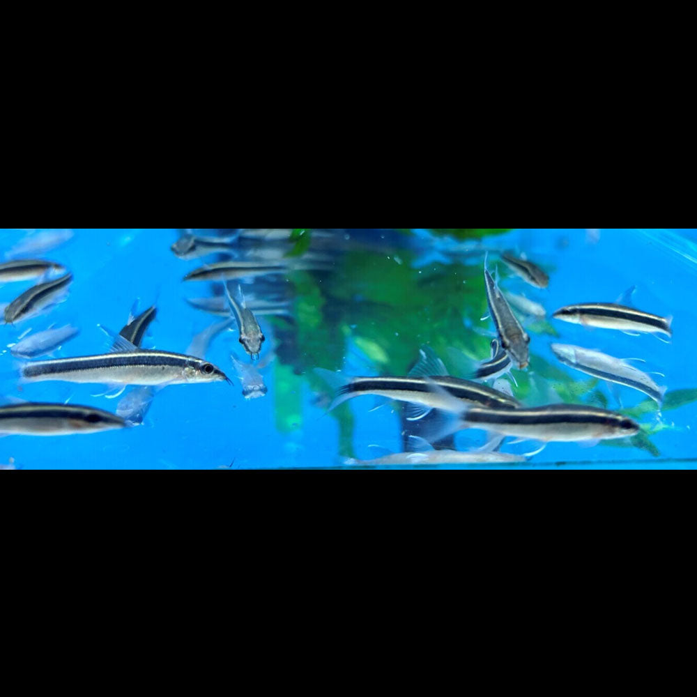 Thai Flying Fox 7cm | Other Livestock | Largest Tropical Fish Selection at Your Local Fish Store