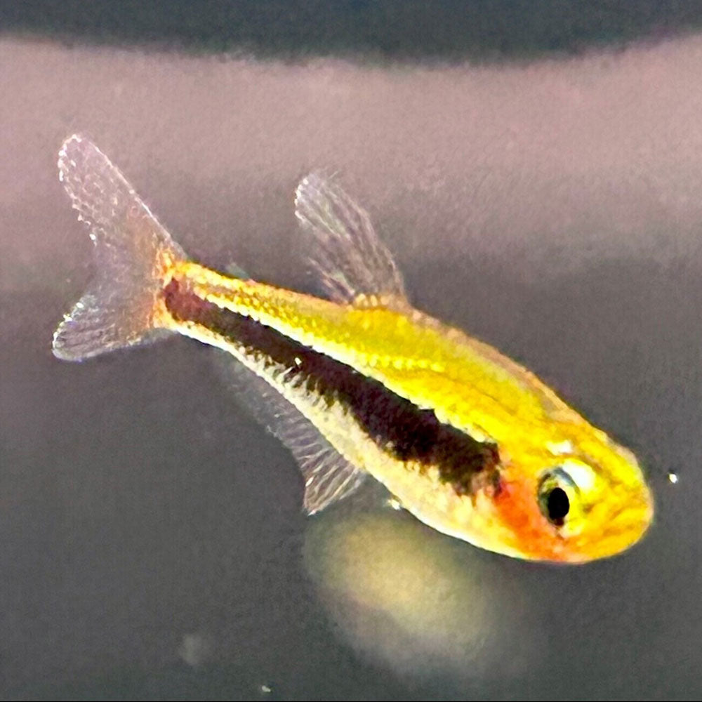 Toucan Tetra (Tucanoichthys Tucano) | Tetras Rasboras & Pencilfish | Largest Tropical Fish Selection at Your Local Fish Store
