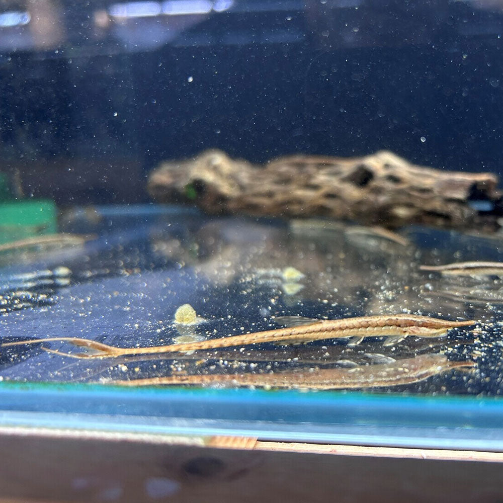 Twig Catfish (Farlowella Acus) | Catfish Loaches & Plecos | Largest Tropical Fish Selection at Your Local Fish Store