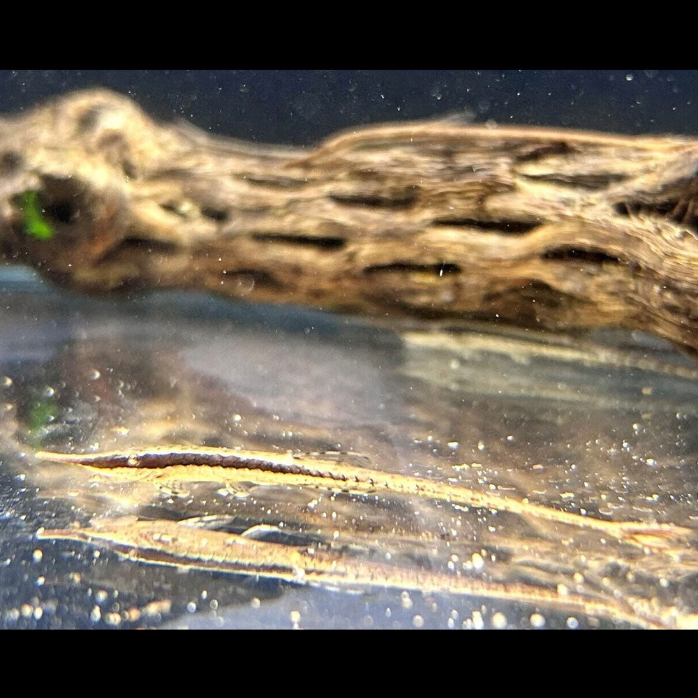 Twig Catfish (Farlowella Acus) | Catfish Loaches & Plecos | Largest Tropical Fish Selection at Your Local Fish Store
