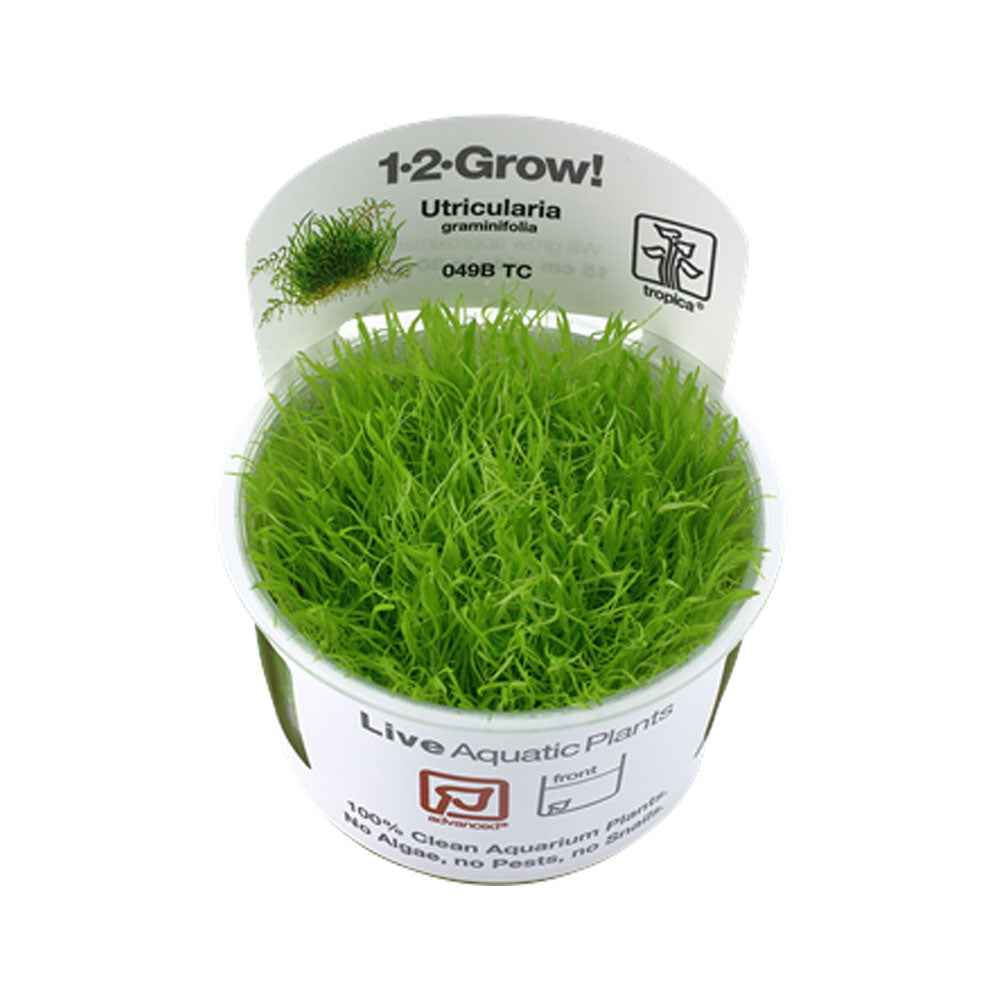 Utricularia graminifolia 1-2-Grow 049B TC | Tissue Cultures | Largest Tropical Fish Selection at Your Local Fish Store
