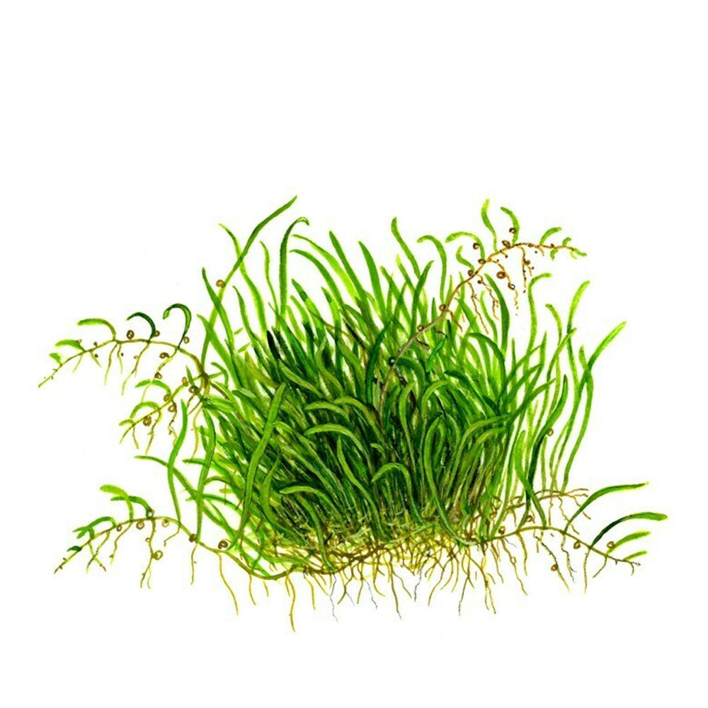 Utricularia graminifolia 1-2-Grow 049B TC | Tissue Cultures | Largest Tropical Fish Selection at Your Local Fish Store