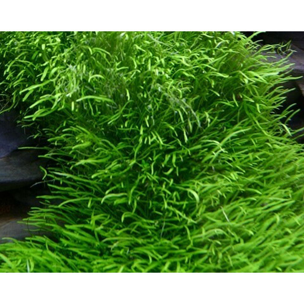 Utricularia graminifolia 1-2-Grow 049B TC | Tissue Cultures | Largest Tropical Fish Selection at Your Local Fish Store
