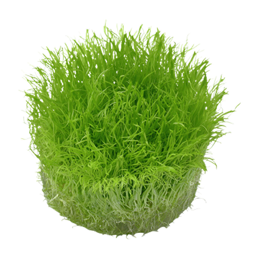 Utricularia graminifolia 1-2-Grow 049B TC | Tissue Cultures | Largest Tropical Fish Selection at Your Local Fish Store