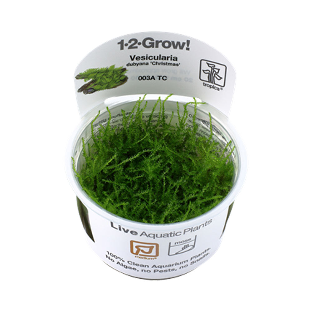 Vesicularia dubyana 'Christmas Moss ' 1-2-Grow 003A TC | Tissue Cultures | Largest Tropical Fish Selection at Your Local Fish Store