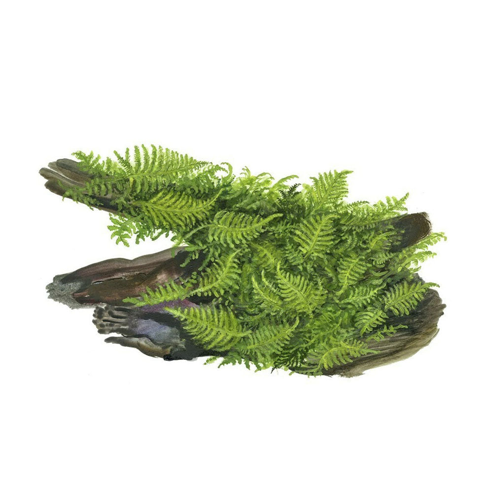 Vesicularia dubyana 'Christmas Moss ' 1-2-Grow 003A TC | Tissue Cultures | Largest Tropical Fish Selection at Your Local Fish Store