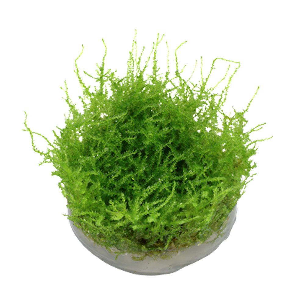 Vesicularia dubyana 'Christmas Moss ' 1-2-Grow 003A TC | Tissue Cultures | Largest Tropical Fish Selection at Your Local Fish Store