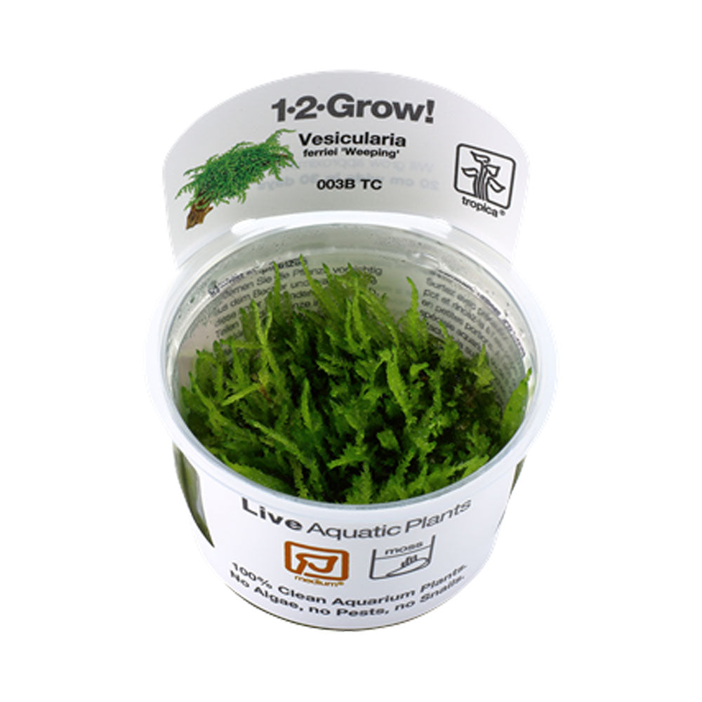 Vesicularia ferriei 'Weeping Moss ' 1-2-Grow 003B TC | Tissue Cultures | Largest Tropical Fish Selection at Your Local Fish Store