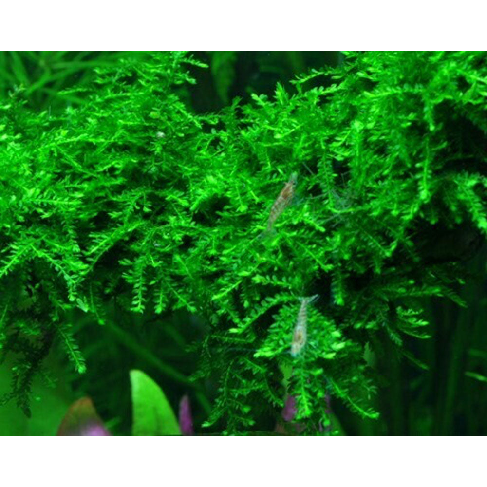 Vesicularia ferriei 'Weeping Moss ' 1-2-Grow 003B TC | Tissue Cultures | Largest Tropical Fish Selection at Your Local Fish Store