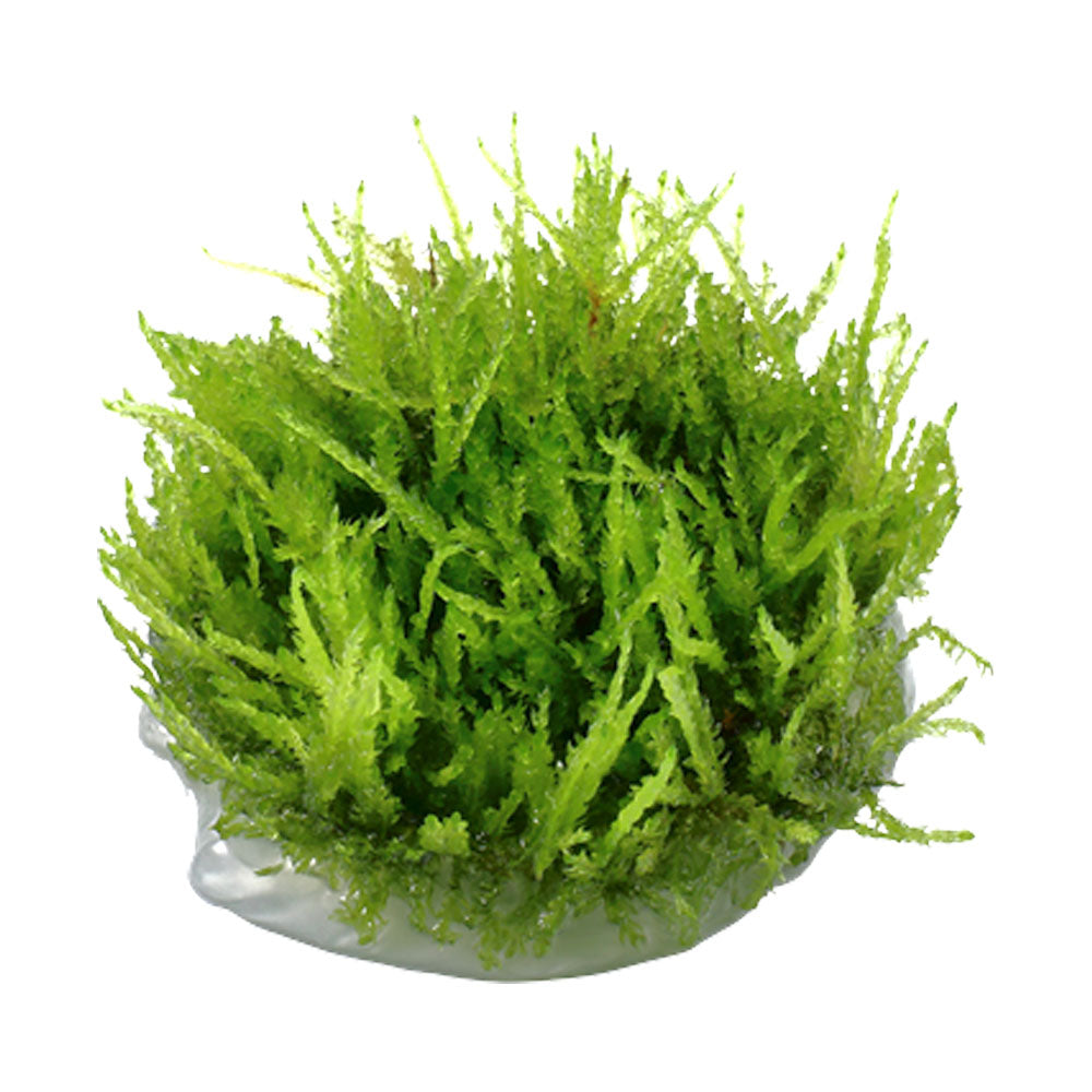 Vesicularia ferriei 'Weeping Moss ' 1-2-Grow 003B TC | Tissue Cultures | Largest Tropical Fish Selection at Your Local Fish Store