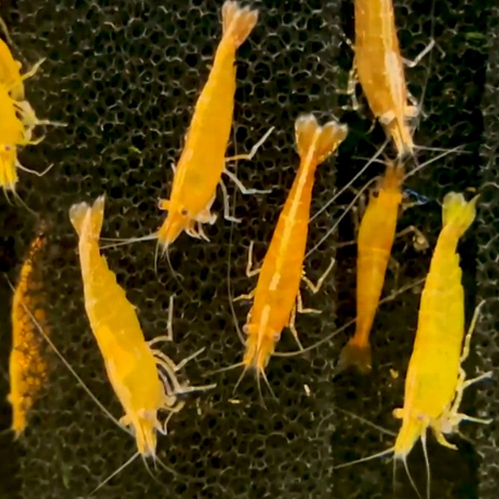 Yellow Fire Shrimp (Neocaridina davidi) Medium | Snails Shrimp Crayfish Crabs | Largest Tropical Fish Selection at Your Local Fish Store