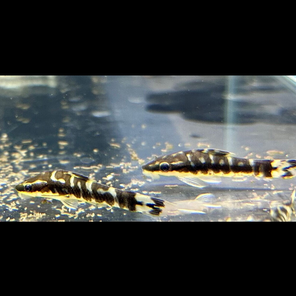Zebra Otocinclus (Otocinclus Cocama) Aquarium Glaser | Catfish Loaches & Plecos | Largest Tropical Fish Selection at Your Local Fish Store