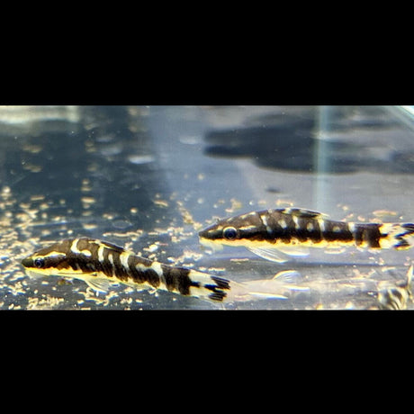 Zebra Otocinclus (Otocinclus Cocama)