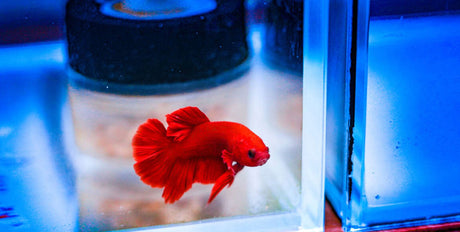 QUARANTINE PROCEDURES: WHY, WHAT, AND HOW