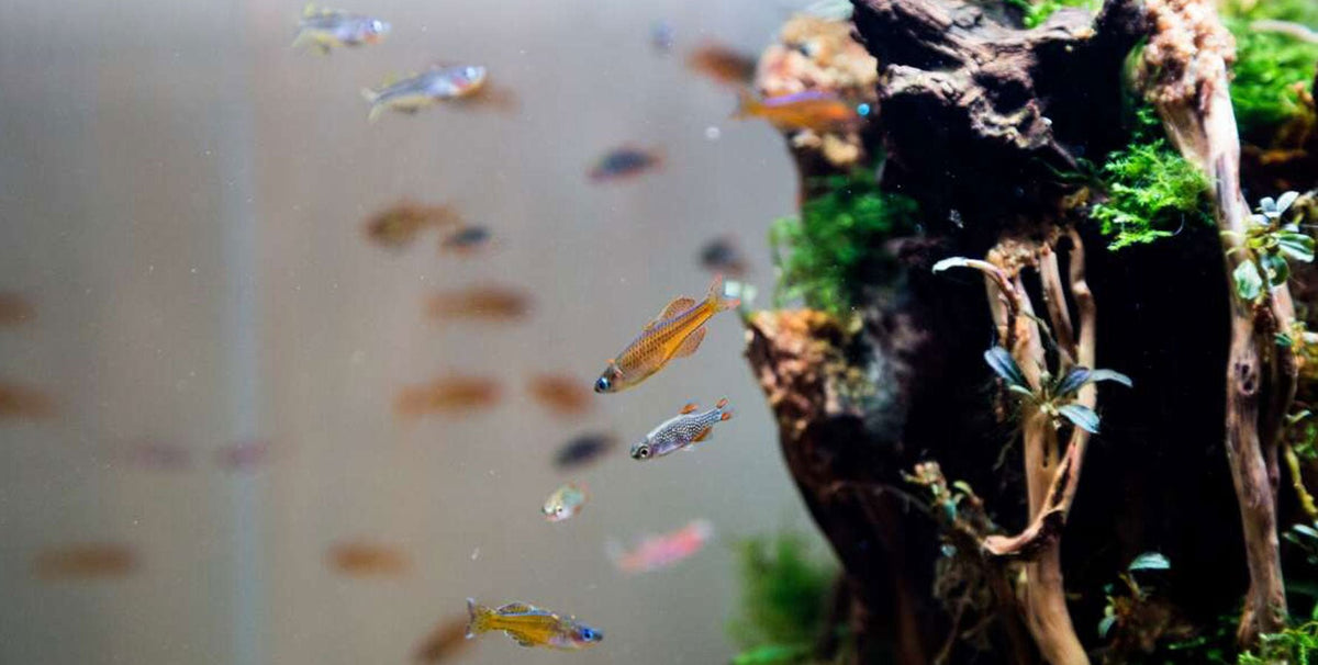 HOW DO I CHOOSE FISH FOR MY AQUARIUM?