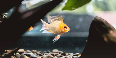 HOW TO CYCLE YOUR AQUARIUM