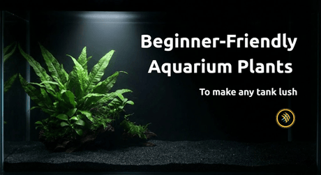 Beginner-Friendly Aquarium Plants That Thrive in Most Aquariums
