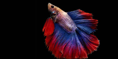 WHAT DO BETTAS REALLY NEED?