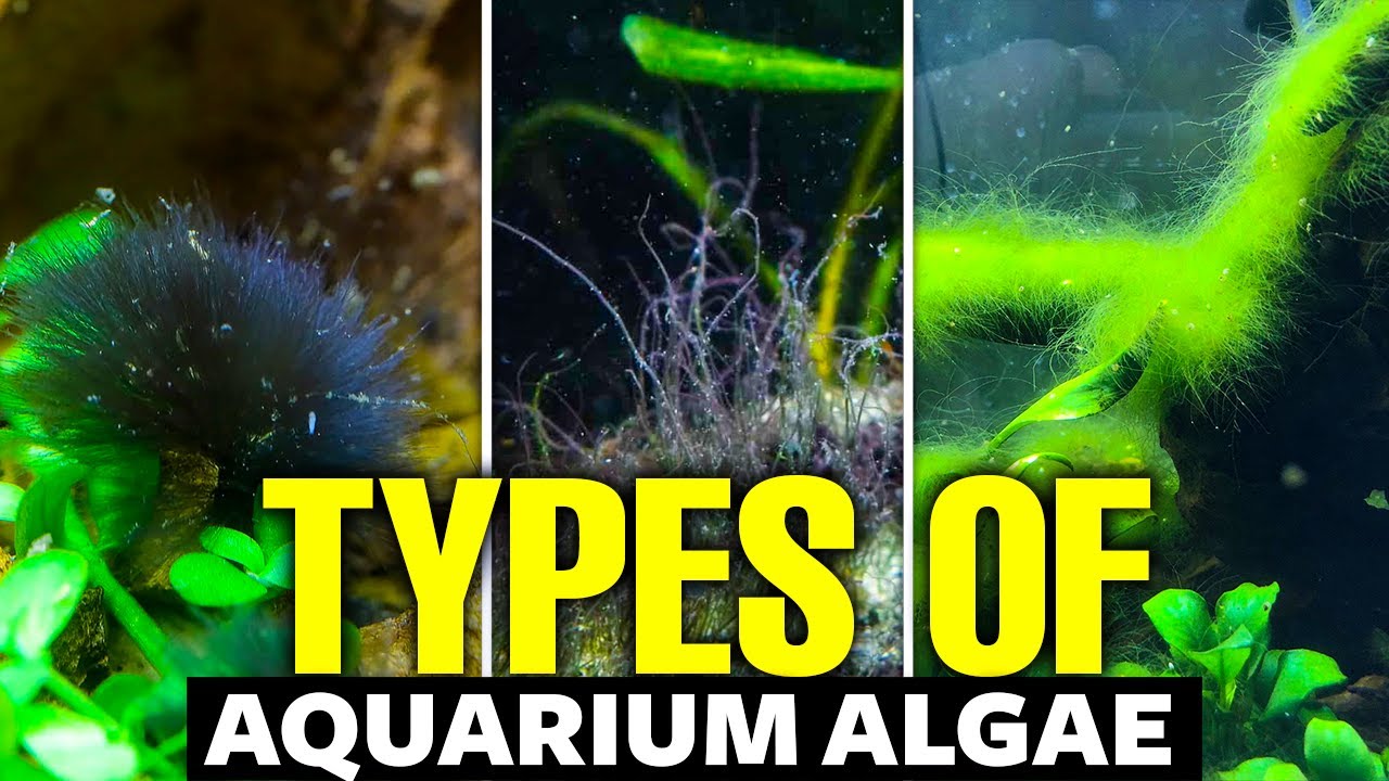 Taming the Green Invader: A Hobbyist’s Guide to Algae Control