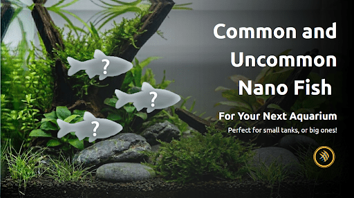 Common and Uncommon Nano Fish for Your Small (or big!) Aquarium