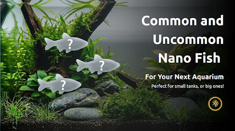 Common and Uncommon Nano Fish for Your Small (or big!) Aquarium