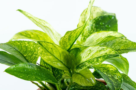 Plants