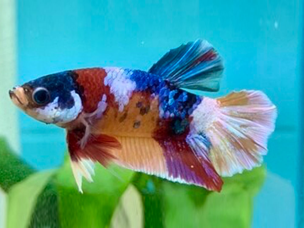 Betta best sale fish store