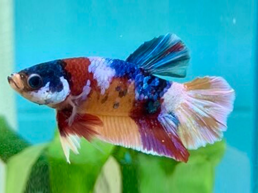 Bettas – Your Local Fish Store