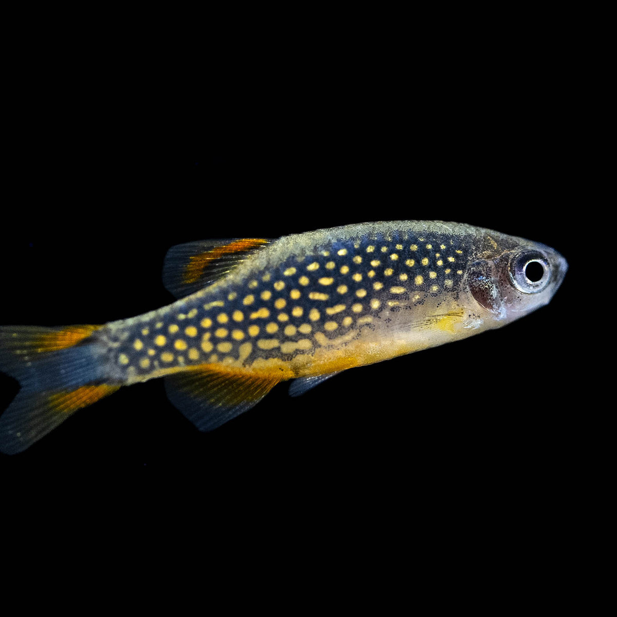 Community Fish β Your Local Fish Store