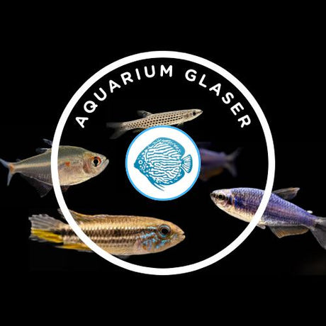 Aquarium Glaser available Aprils Aquarium yourlocalfishstore Vancouver 