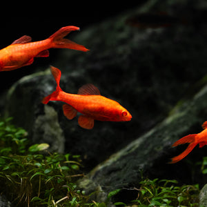 Goldfish, Barbs & Minnows