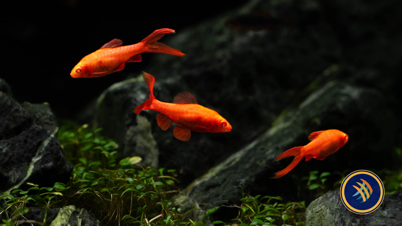 April's Aquarium Your Local Fish Store - Goldfish Barbs & Minnows