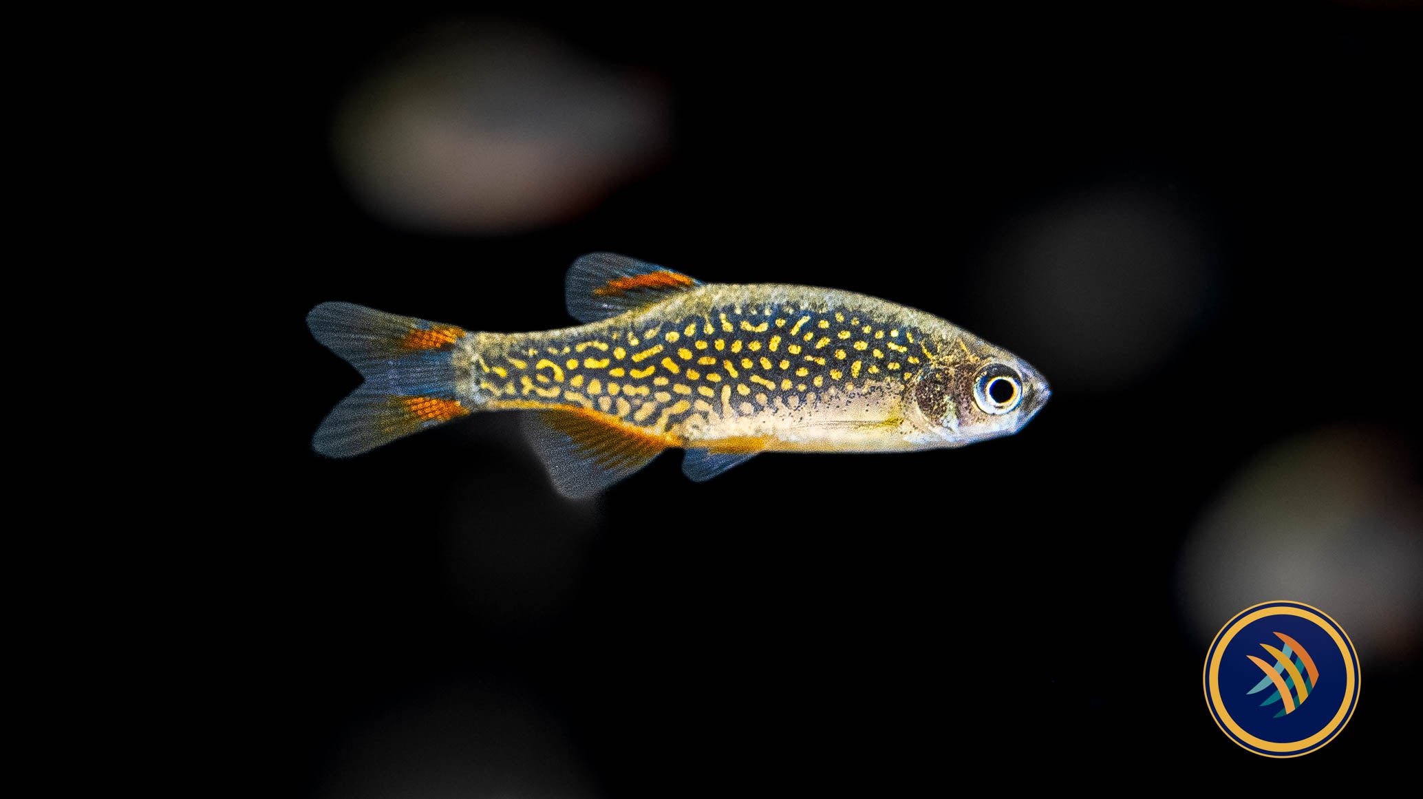 Local aquarium fish store stores