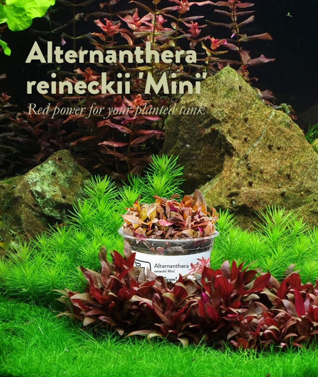 April's Aquarium Your Local Fish Store Plants, Substrates ,Decor, Botanicals & Co2