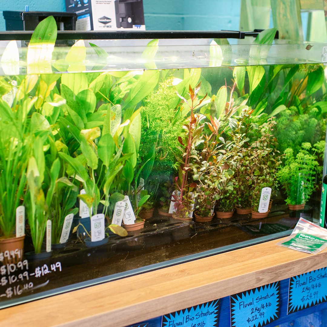 Potted Plants – Your Local Fish Store