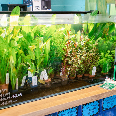 April's Aquarium Your Local Fish Store - Potted Plants