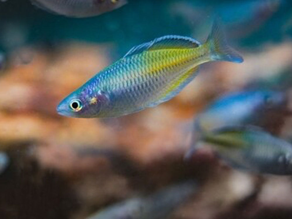 Rainbowfish Killifish Danios Your Local Fish Store