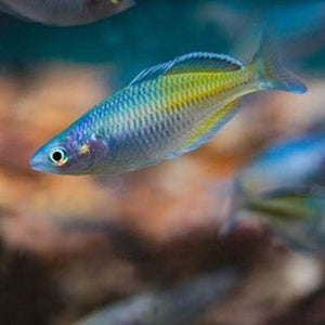 Rainbowfish Killifish & Danios