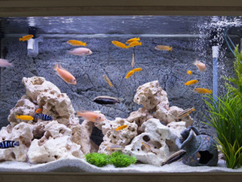 April's Aquarium Your Local Fish Store - Rimless Aquariums / Rimless Cubes Special Bundles