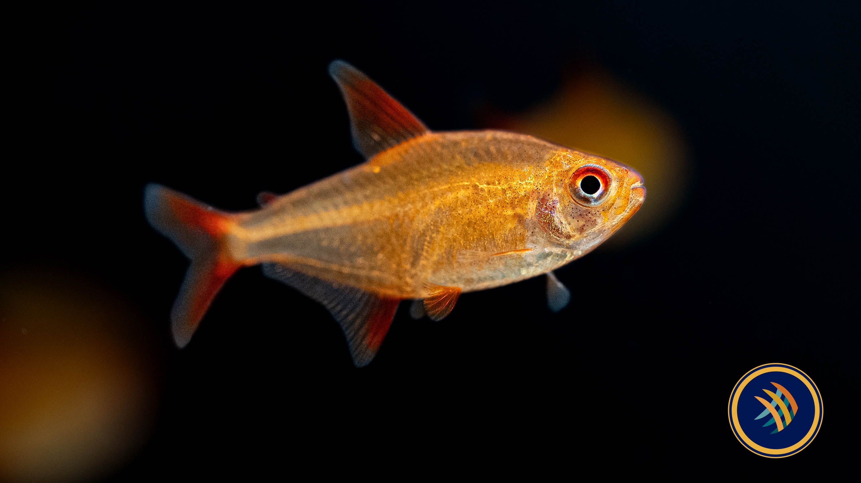 Local fish stores in my clearance area