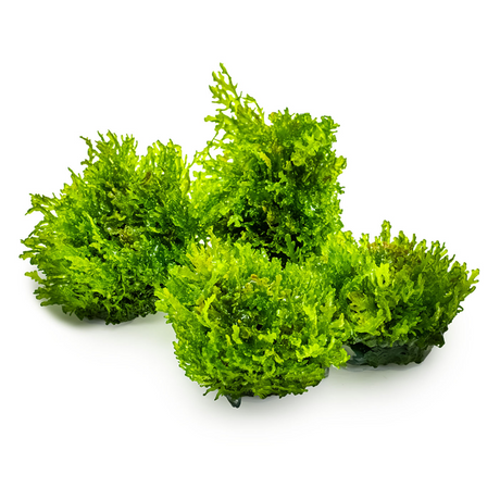 Riccardia Chamedryfolia 003D TC | Tissue Cultures | Largest Tropical Fish Selection at Your Local Fish Store